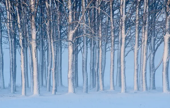 Picture snow, trees, landscape