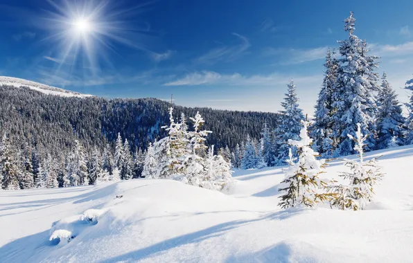 Picture winter, forest, the sun, snow, landscape, nature