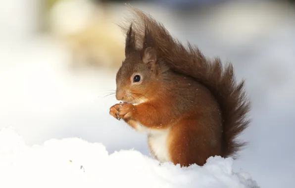 Winter, light, snow, background, protein, squirrel, rodent