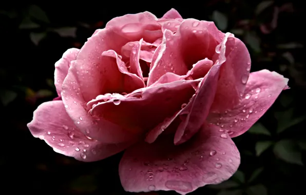Drops, Rosa, pink, Flower, petals