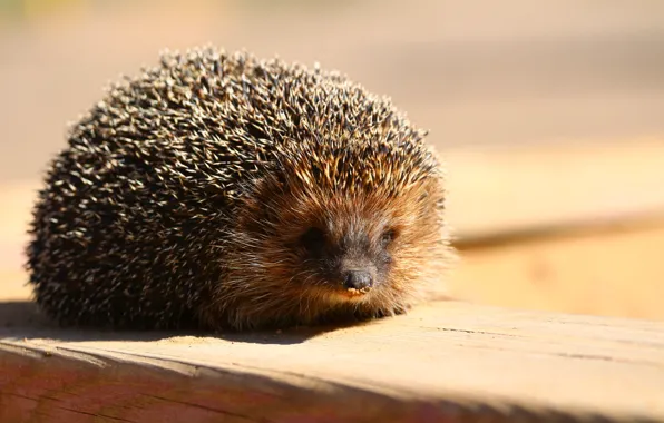 Picture needles, hedgehog, Board