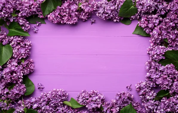 Flowers, spring, frame, flowers, lilac, background, spring, purple