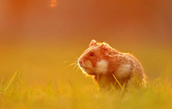 Picture background, hamster, rodent
