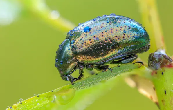 Drops, macro, green, background, leaf, beetle, insect, brilliant