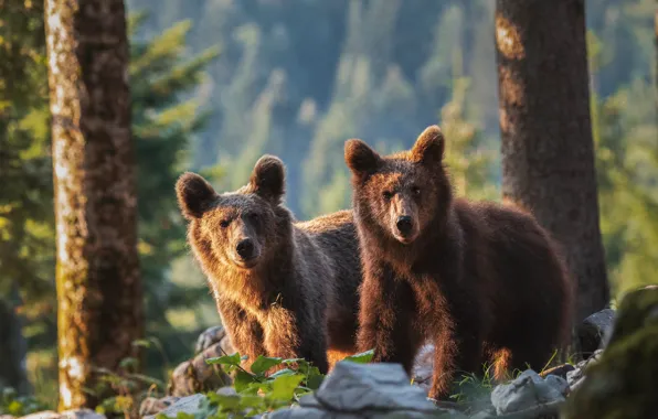 Picture forest, look, light, trees, nature, two, bear, pair