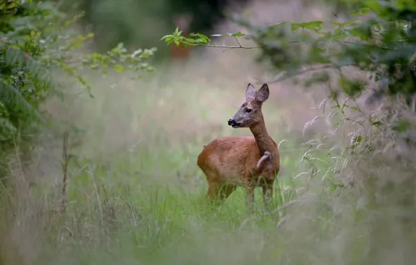 Forest, summer, grass, look, branches, nature, deer, ROE
