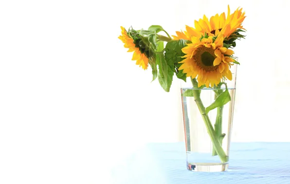 Picture glass, sunflower, bouquet, petals