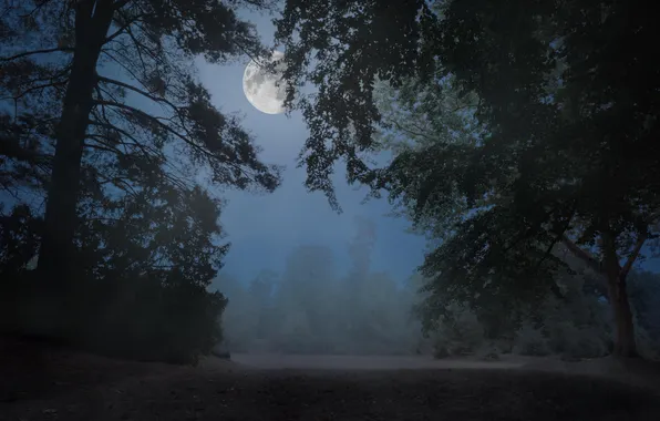 Picture forest, the sky, clouds, trees, landscape, night, nature, fog