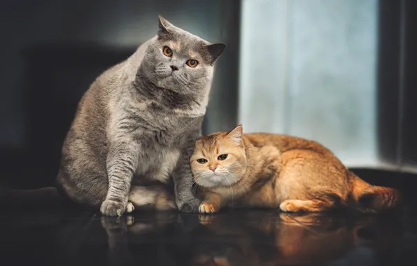 On the floor, grey cat, red cat