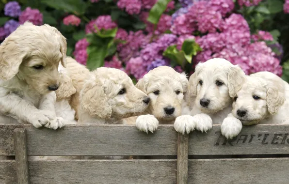 Dogs, flowers, puppies, box, hydrangea, Wallpaper from lolita777