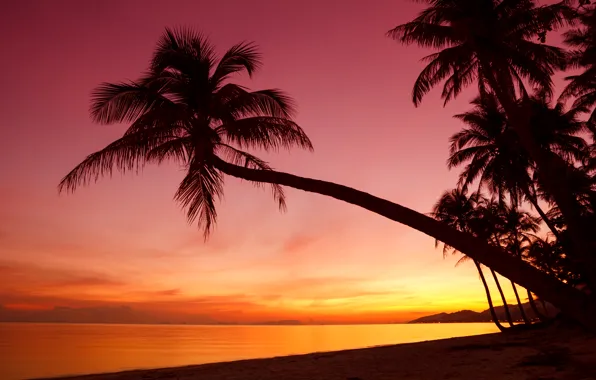 Sea, beach, the sky, landscape, sunset, nature, palm trees, the ocean