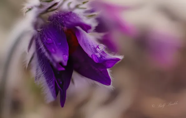 Flower, macro, background, cross