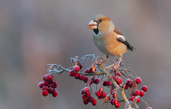 Birds, berries, branch, Grosbeak, hawfinch