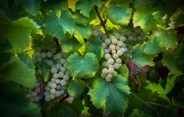 Foliage, grapes, vineyard, leaves, bunches, the vineyard