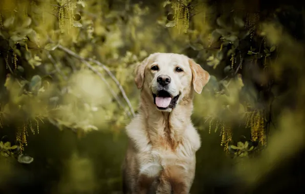 Picture look, branches, dog, bokeh, Labrador Retriever