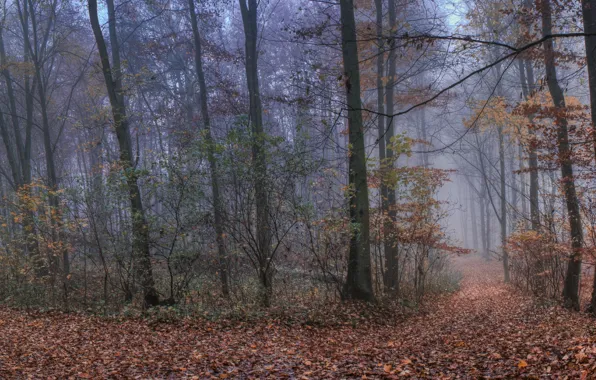 Picture autumn, forest, fog, foliage, forest, path, Autumn, leaves