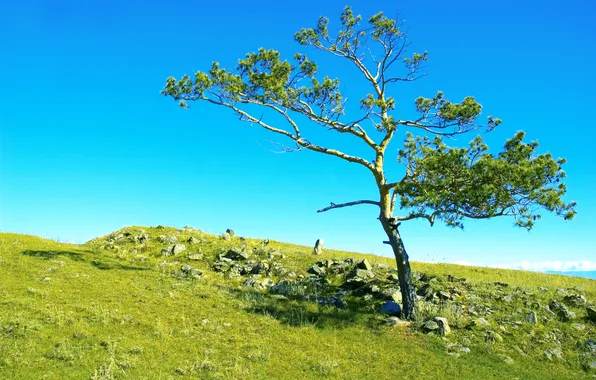 Picture field, the sky, grass, stones, tree, Russia, Siberia