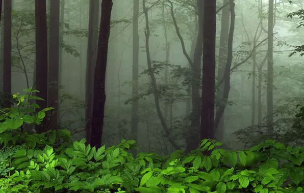 Picture greens, trees, fog, foliage, Forest