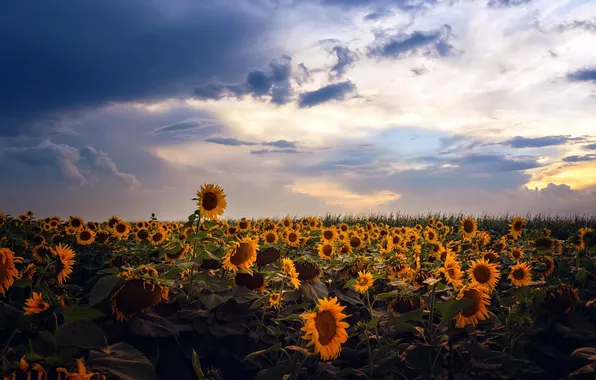 Picture nature, background, sunflower