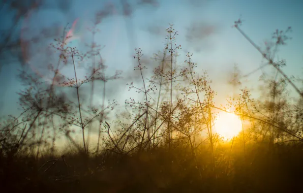 Grass, the sun, light, nature, the evening, grass, bokeh, zakt