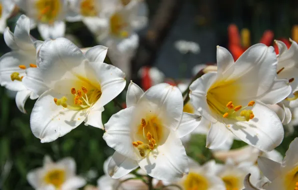 Flowers, Lily, stamens