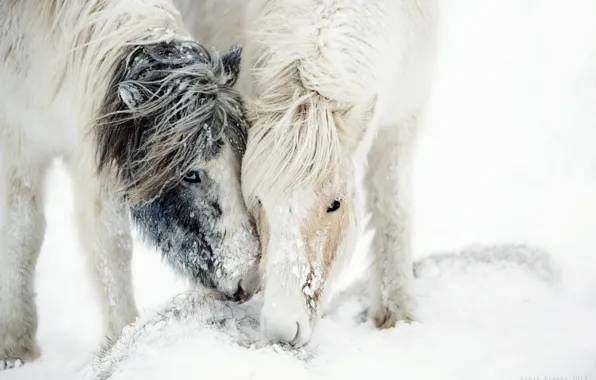 Picture snow, nature, horses