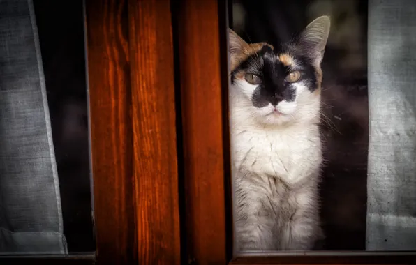 Picture cat, look, window