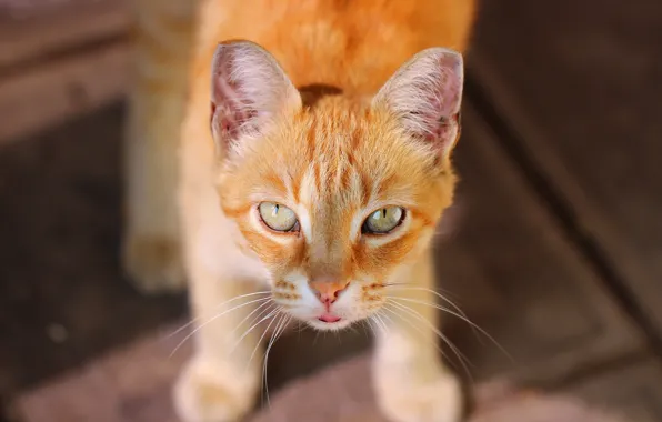 Picture cat, look, background, red