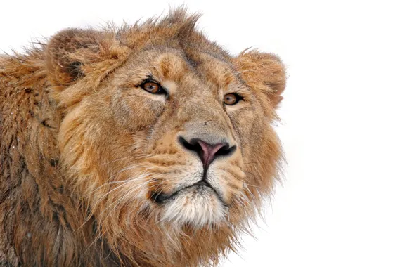 Picture mustache, face, predator, Leo, mane, looks, on a white background, lion