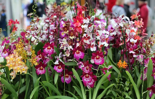 Park, Orchid, colorful flowers