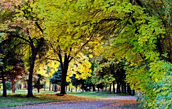 Autumn, Falling leaves, Victory Park, Yellow leaves