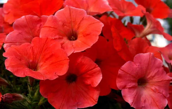 Flowers, nature, petals, garden, flowerbed, Petunia