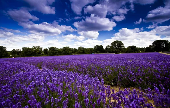 Picture field, the sky, clouds, trees, flowers, lavender