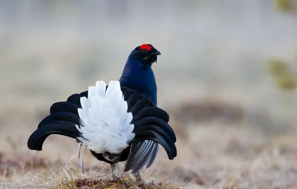 Picture bird, feathers, tail, color, Grouse