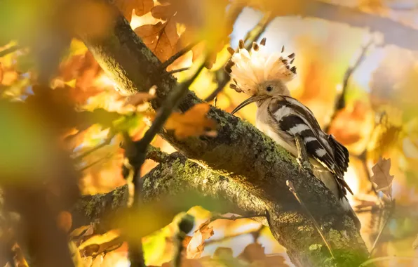 Autumn, branches, tree, bird, foliage, bokeh, hoopoe, autumn leaves