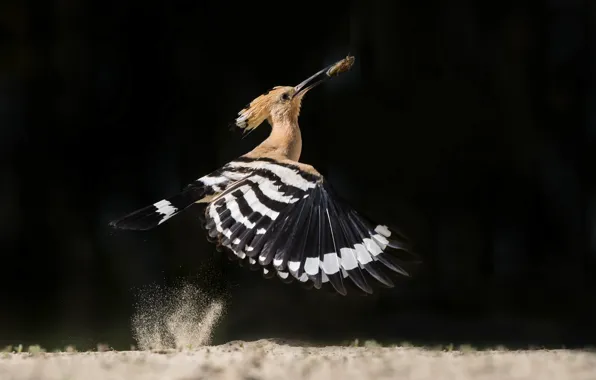 Picture bird, the rise, catch, Hoopoe