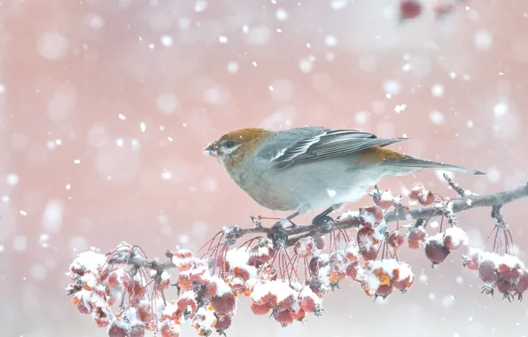 Winter, snow, berries, bird, branch, fruit, snowfall, pink background