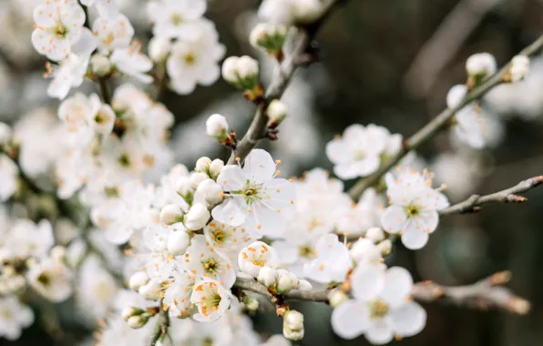 Cherry, spring, buds, flowering, spring, blooming
