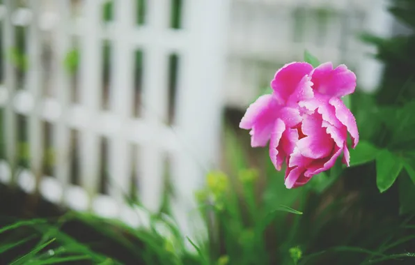 Picture flower, petals, peony