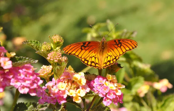 Picture flowers, butterfly, orange, pink