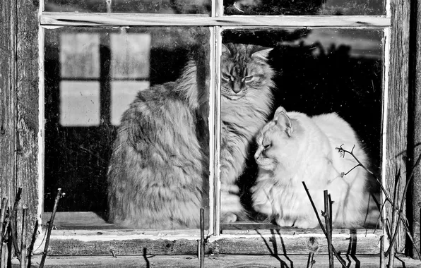 Glass, cats, frame, window