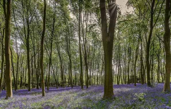 Forest, trees, nature