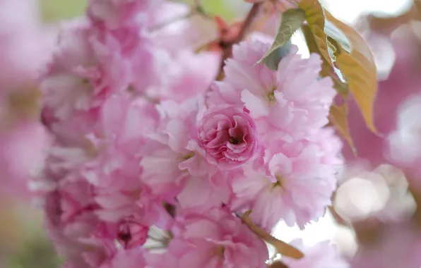 Macro, flowers, spring, petals, blur, Sakura, pink