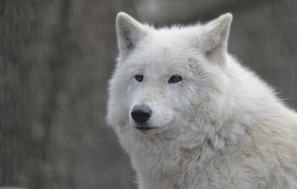 Face, wolf, portrait, white wolf