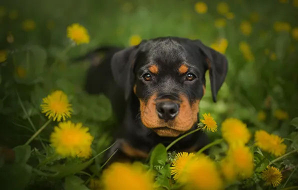 Dog, puppy, dandelions, Rottweiler, Frelka