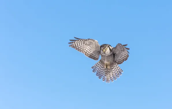 Picture the sky, bird, wings, Hawk owl