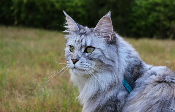Cat, cat, look, face, nature, pose, grey, background