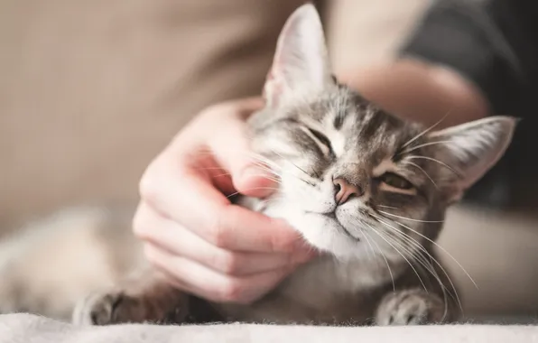 Cat, cat, look, pose, grey, hand, legs, lies