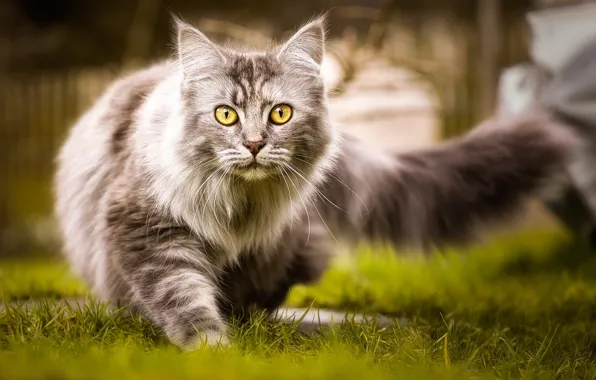 Cat, grass, cat, nature, grey, fluffy, tail, walk