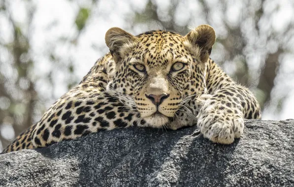 Cat, leopard, beast